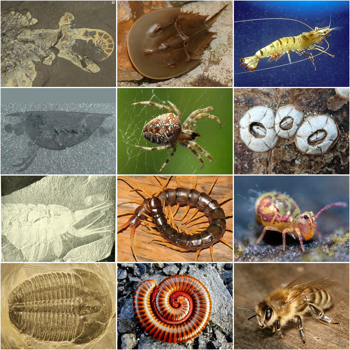 Arthropod