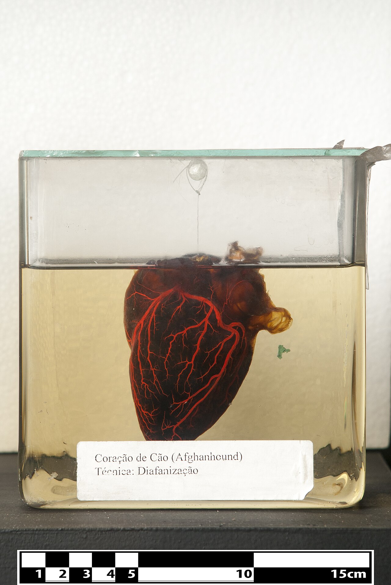 Dog's Heart