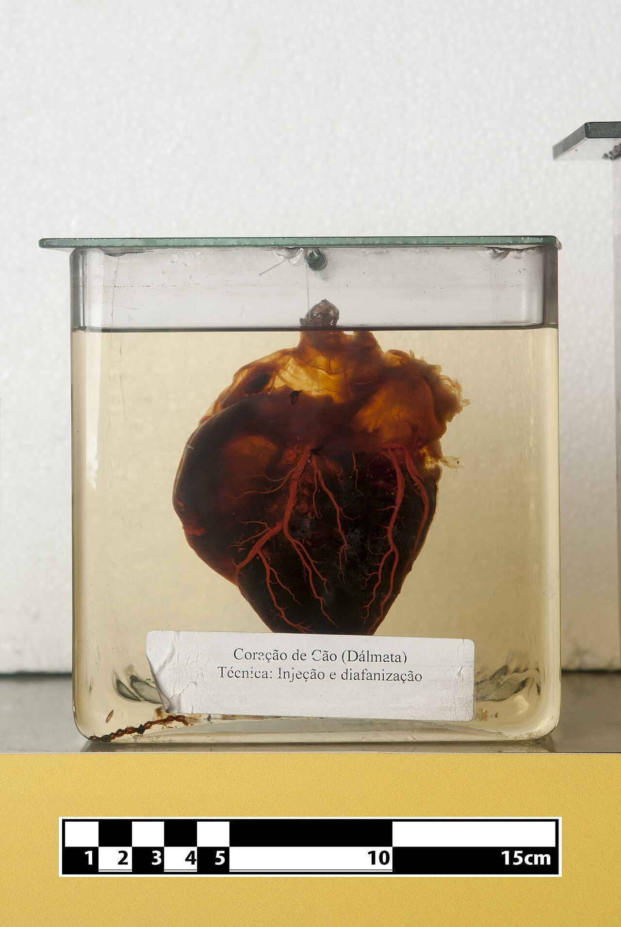 Dog's Heart