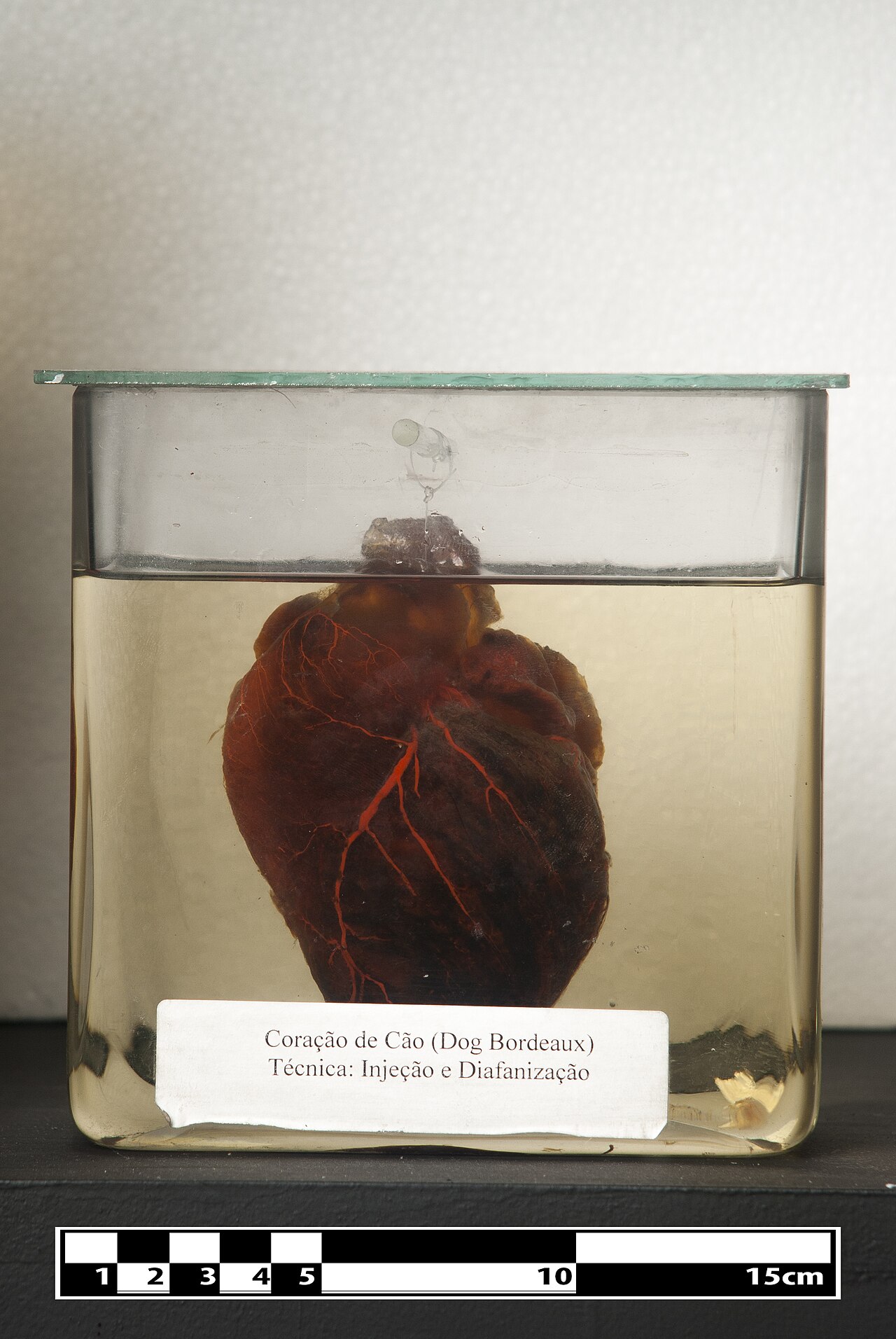 Dog's Heart