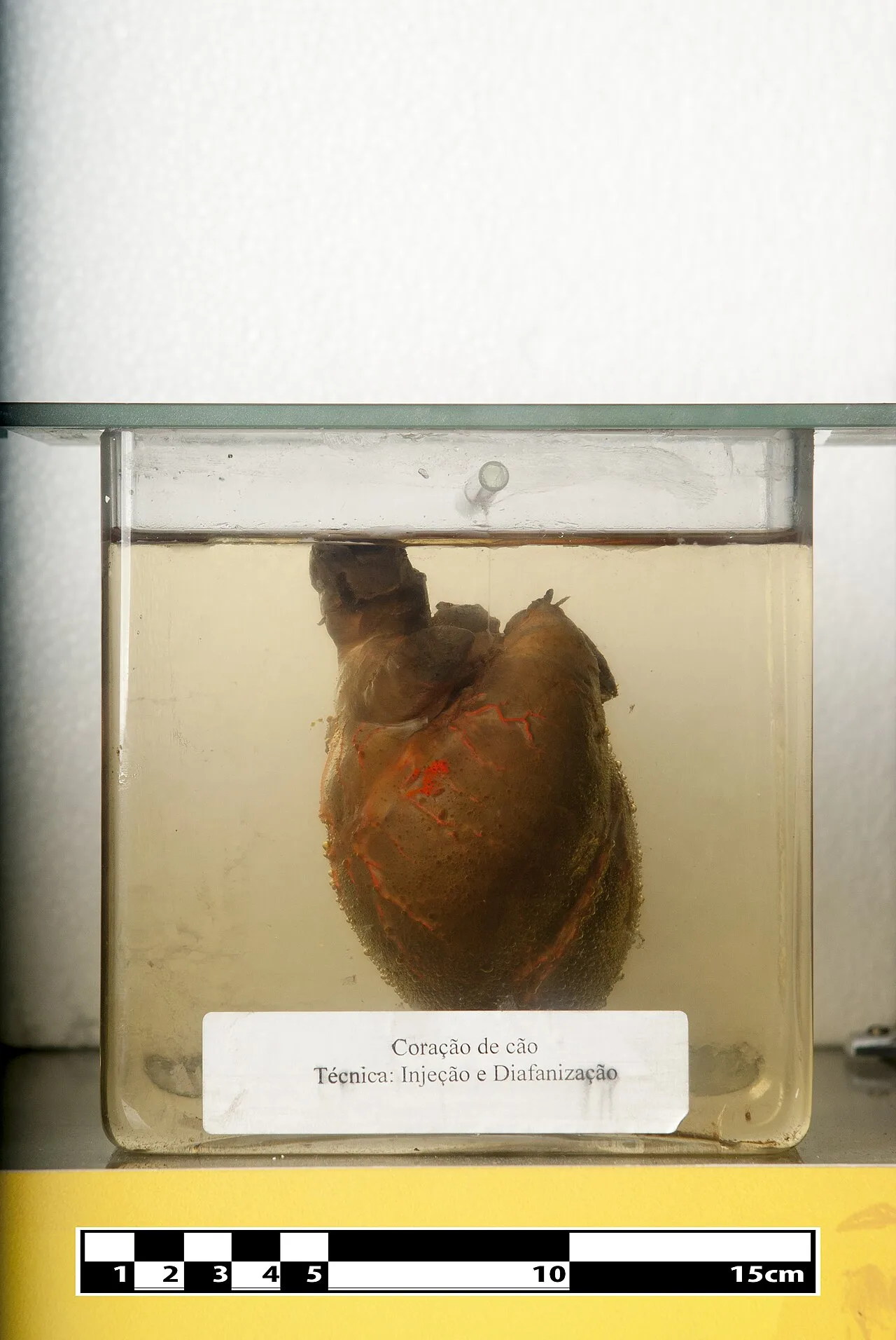 Dog's Heart