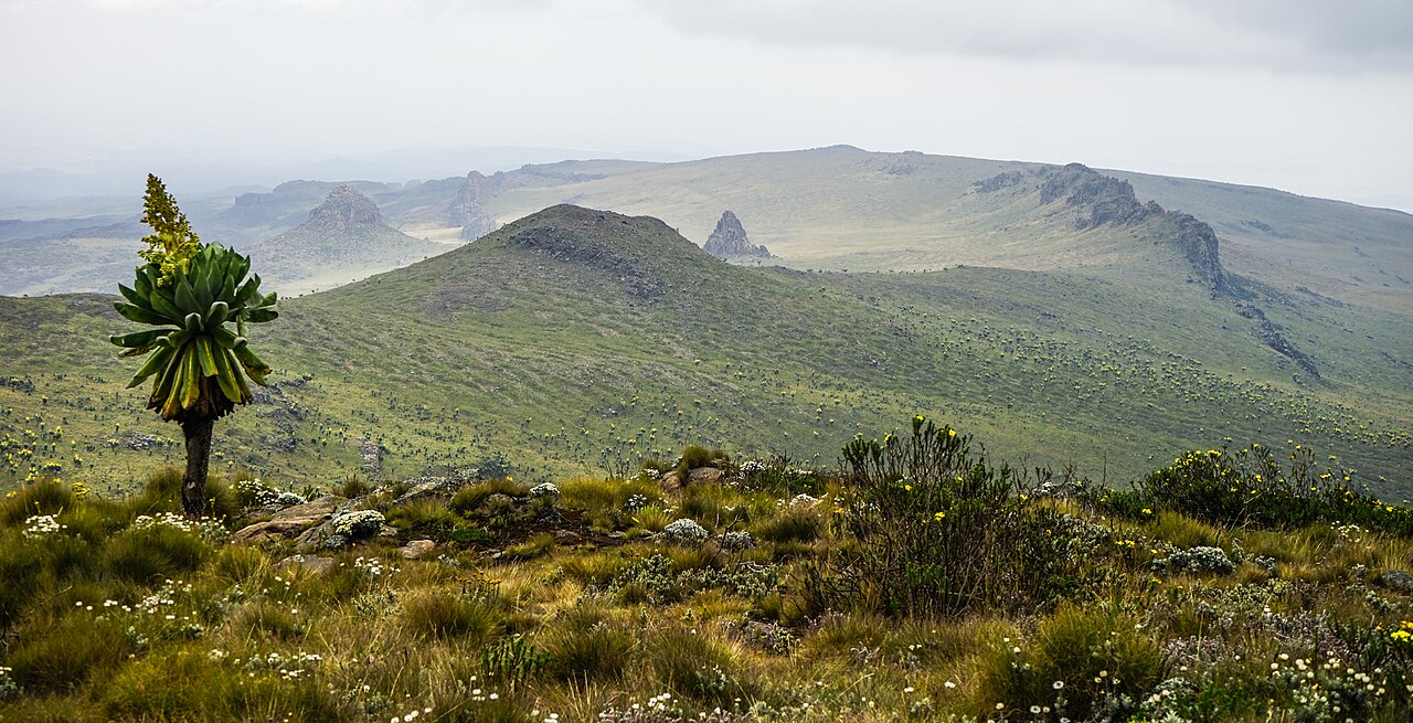 Aberdare National Park