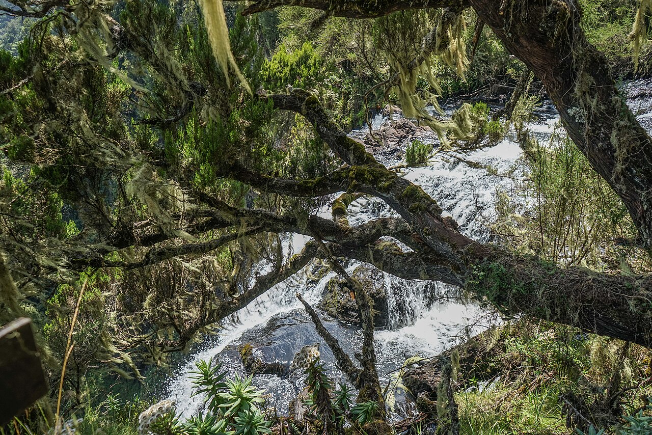 Aberdare National Park