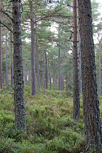 Abernethy Forest