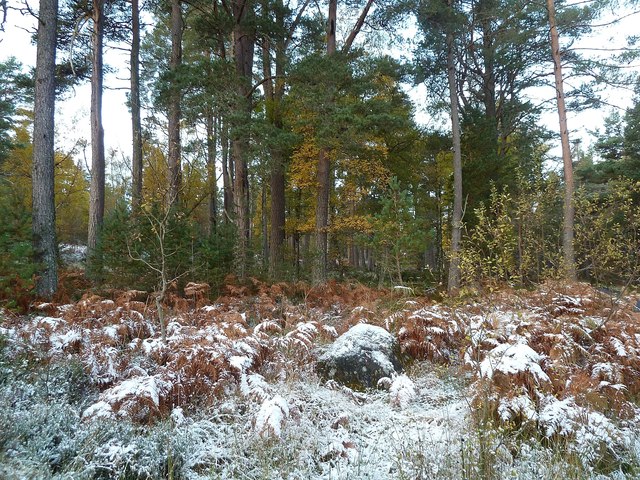 Abernethy Forest