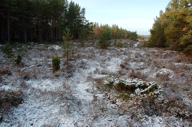 Abernethy Forest