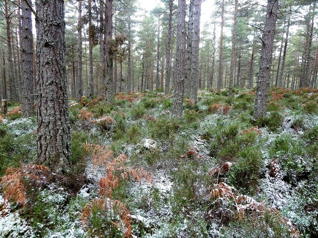 Abernethy Forest