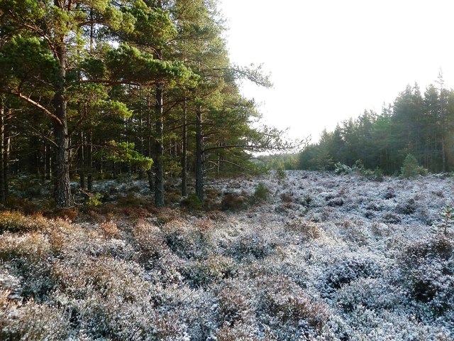 Abernethy Forest