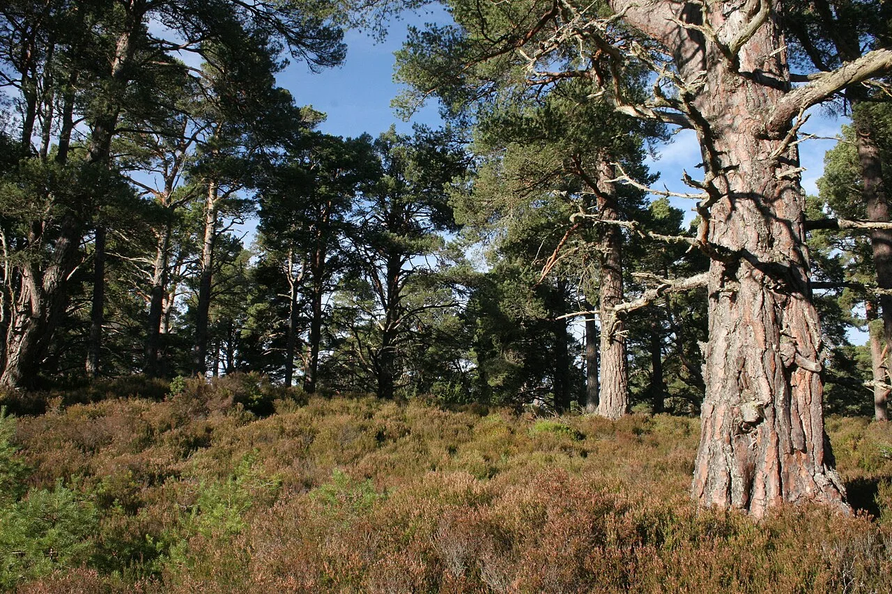 Abernethy Forest