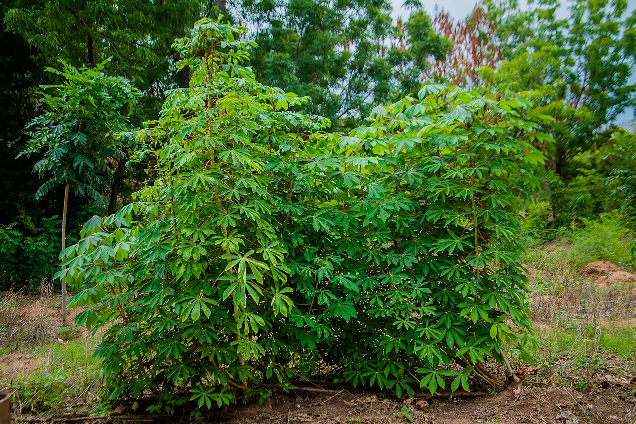 Cassava