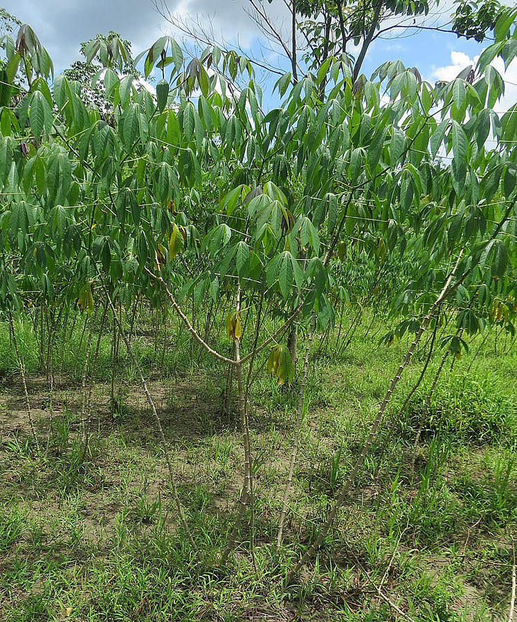 Cassava