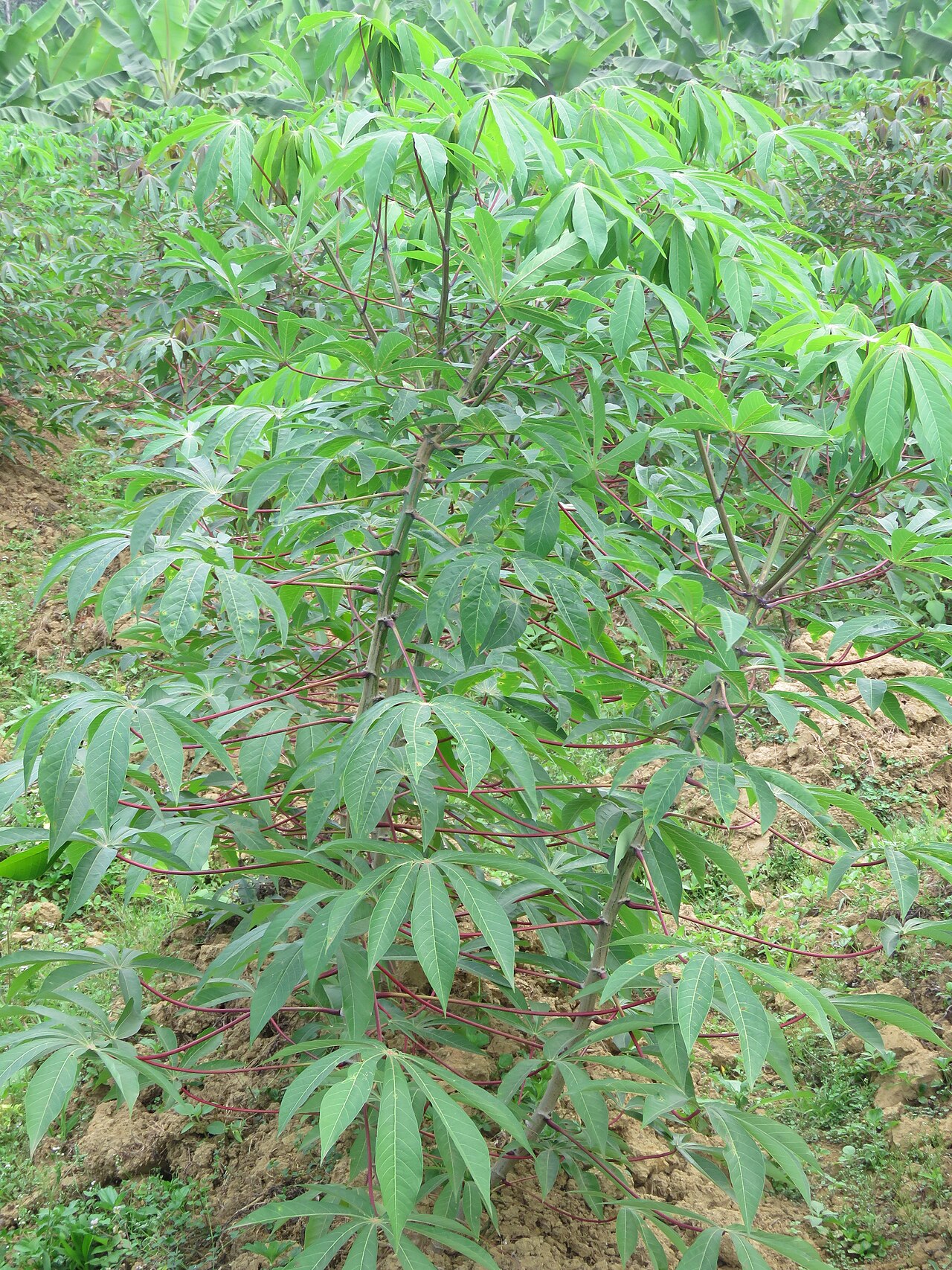Cassava