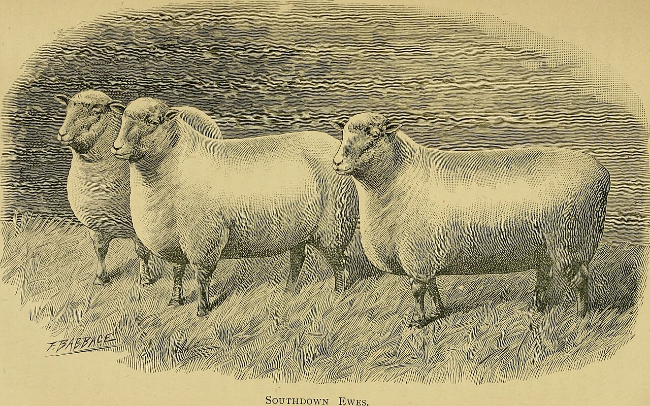 Like sheep to the slaughter