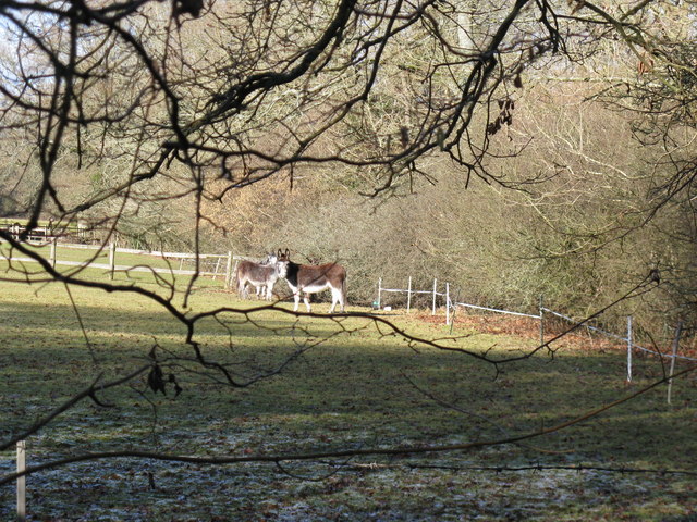 The Donkey's Head