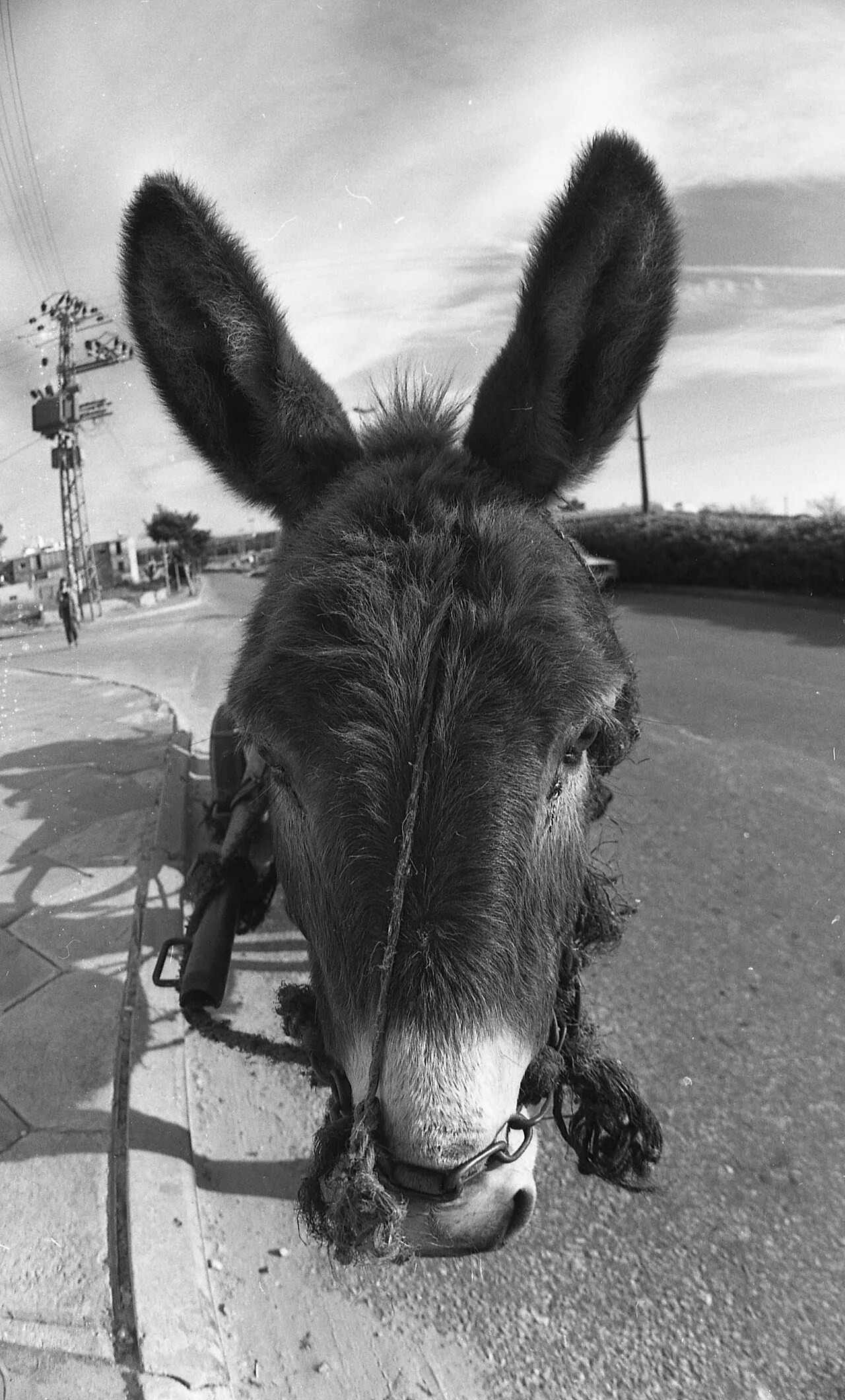 The Donkey's Head