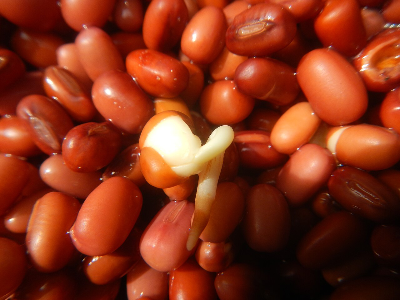 Adzuki bean