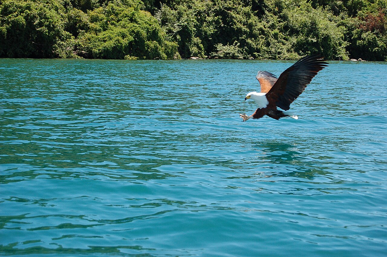 Haliaeetus vocifer -Cape Maclear, Malawi -fishing-8