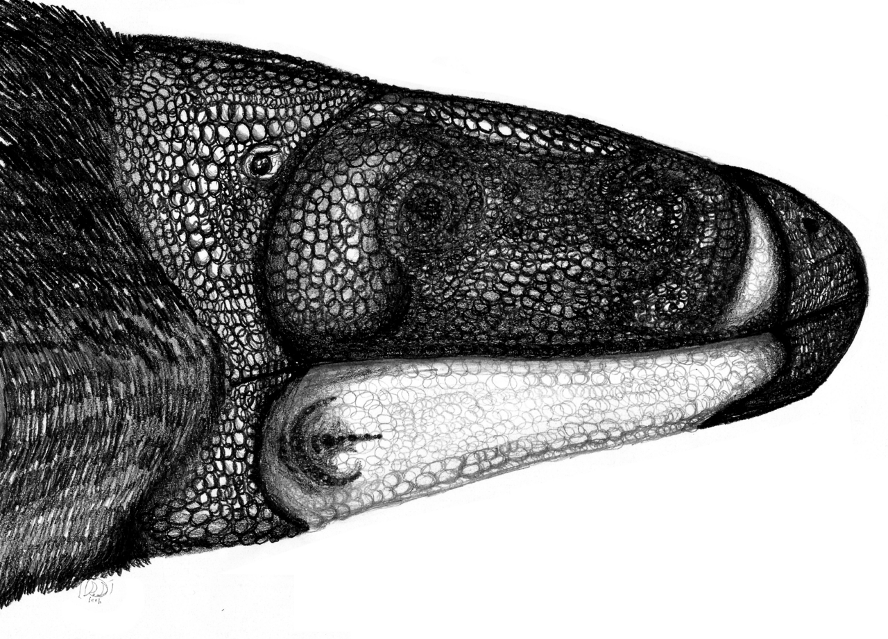 Alectrosaurus