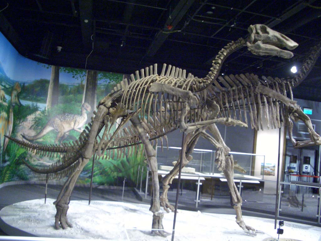 Bactrosaurus