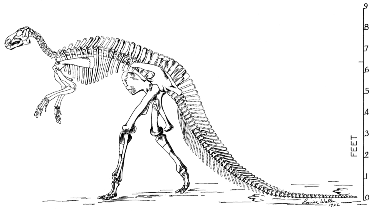 Bactrosaurus