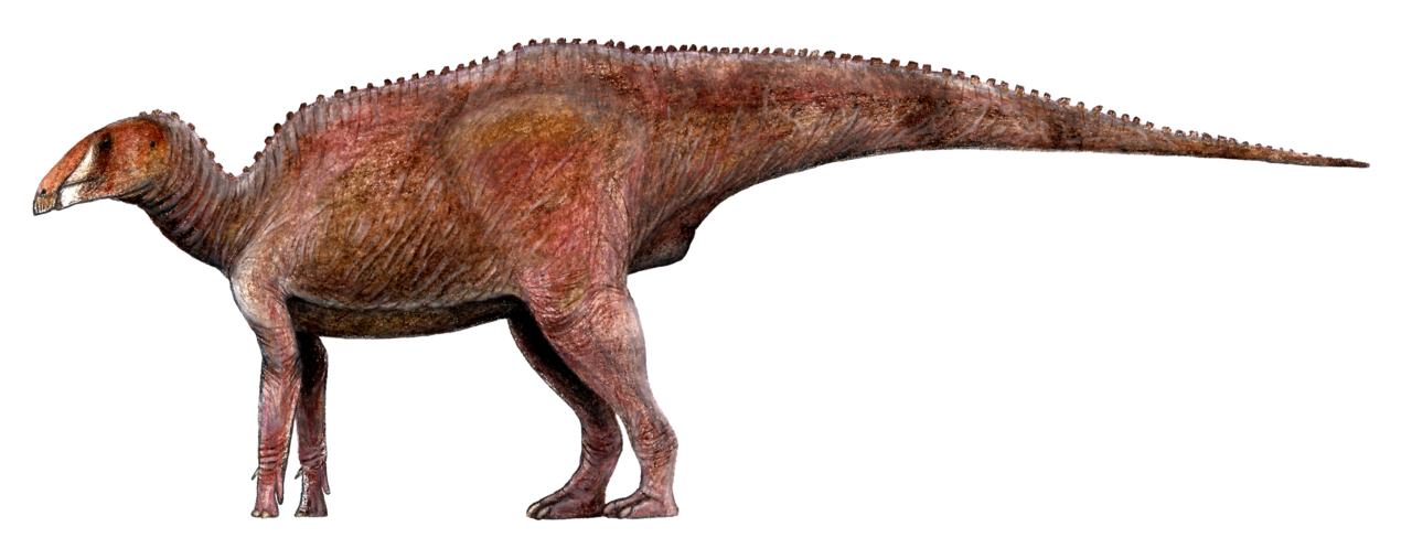 Bactrosaurus