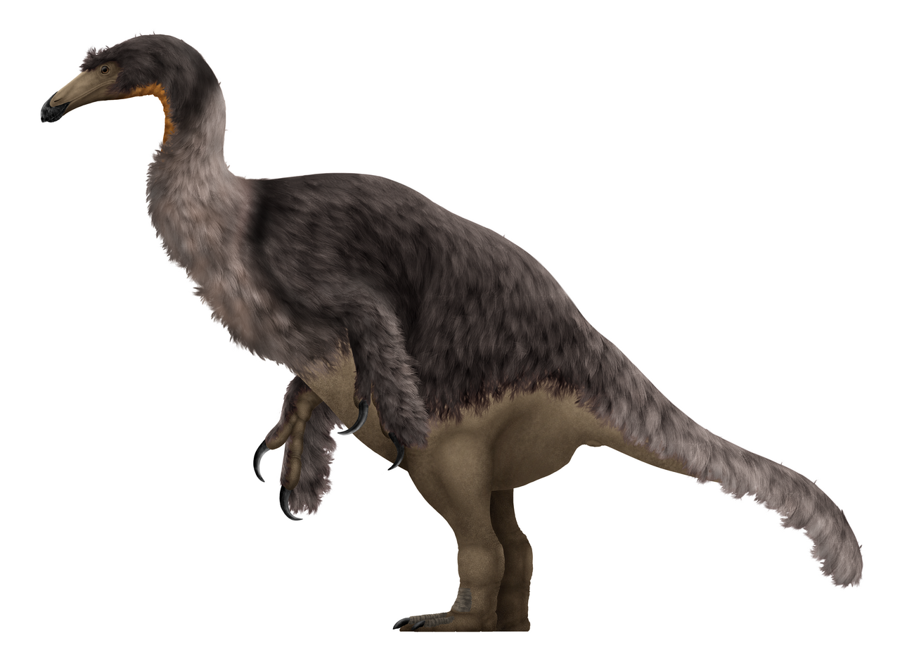 Duonychus