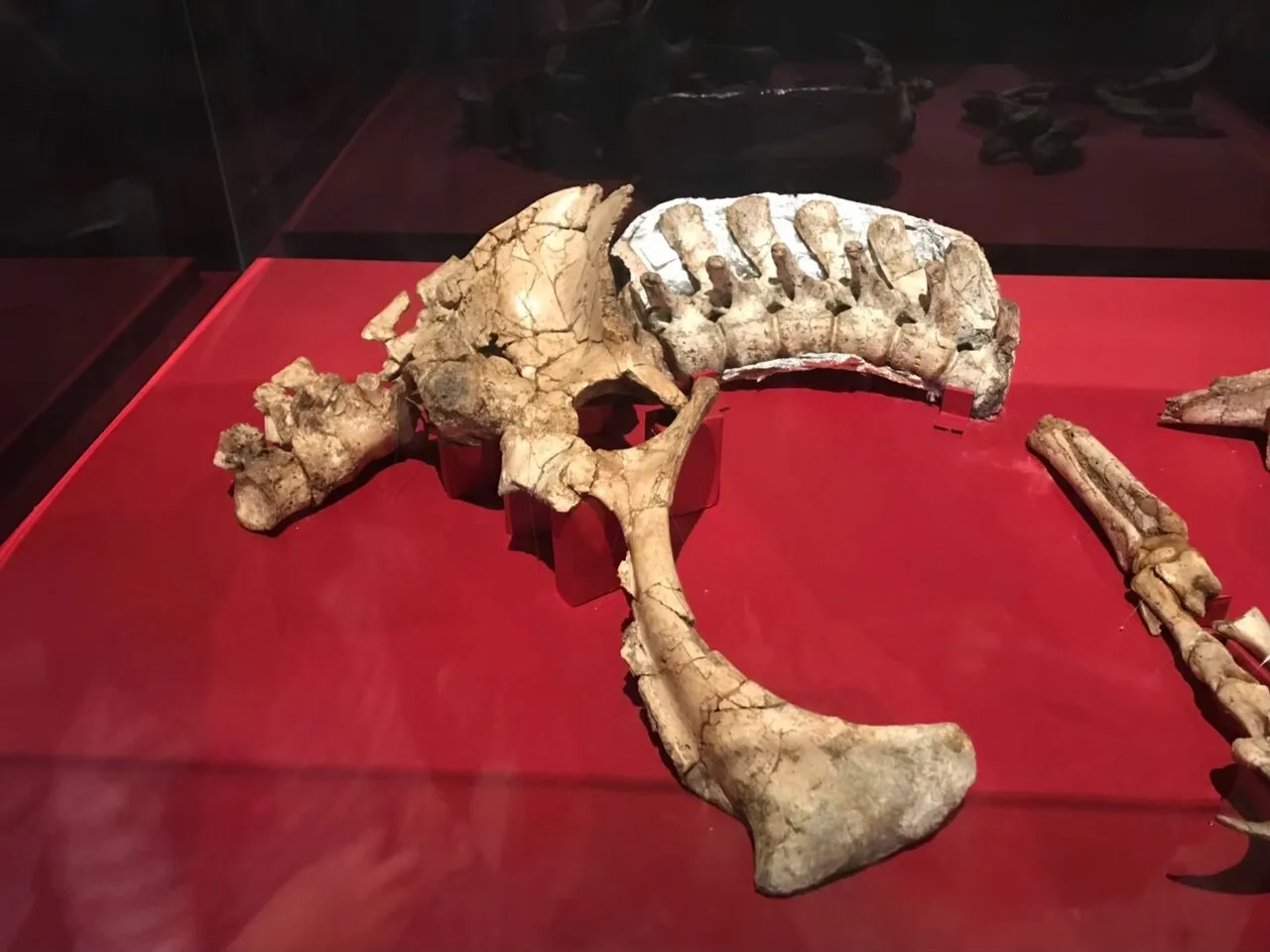 Duonychus