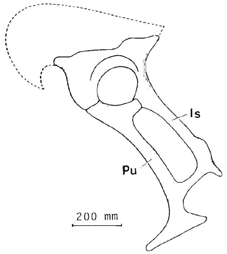 Enigmosaurus