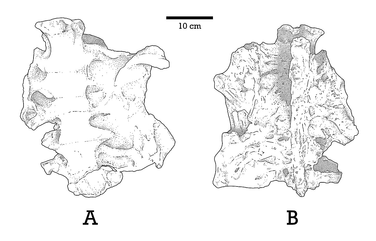 Enigmosaurus