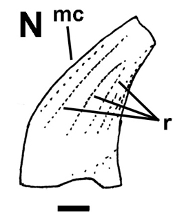 Euronychodon