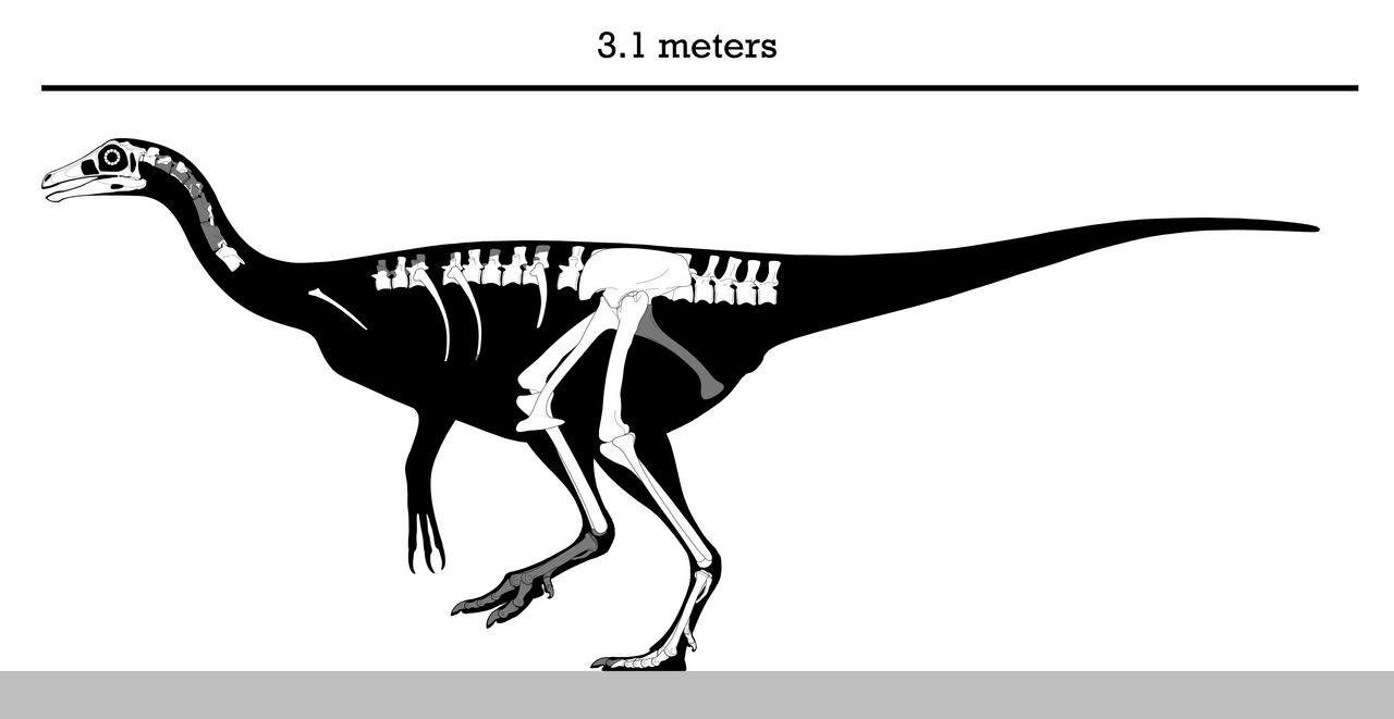 Garudimimus