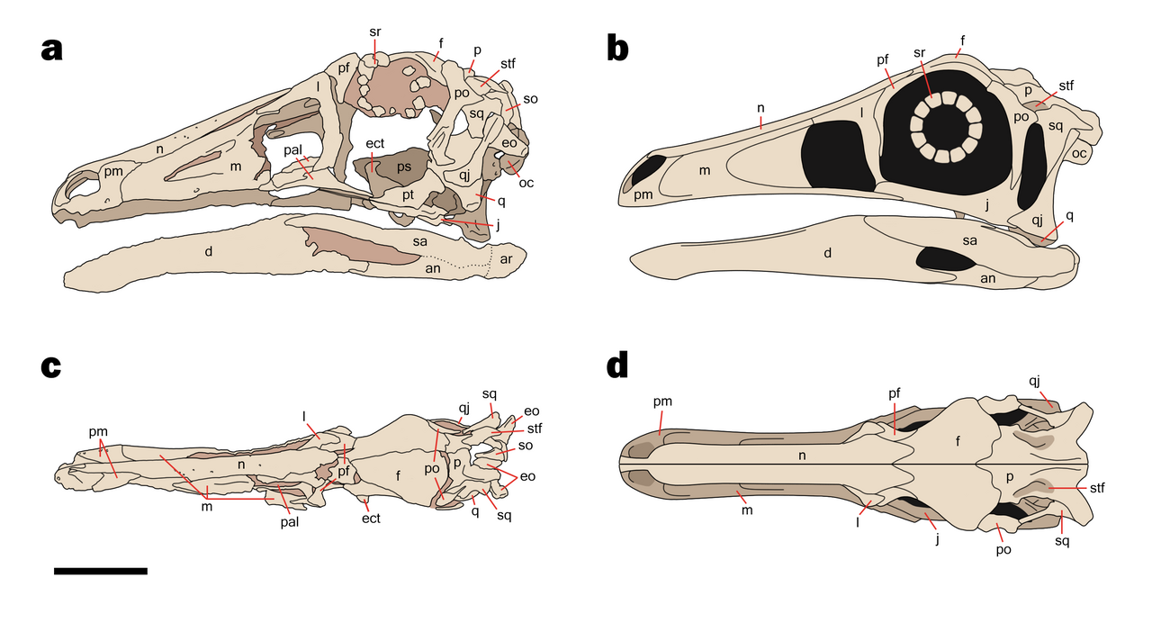 Garudimimus