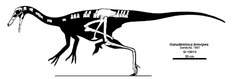 Garudimimus