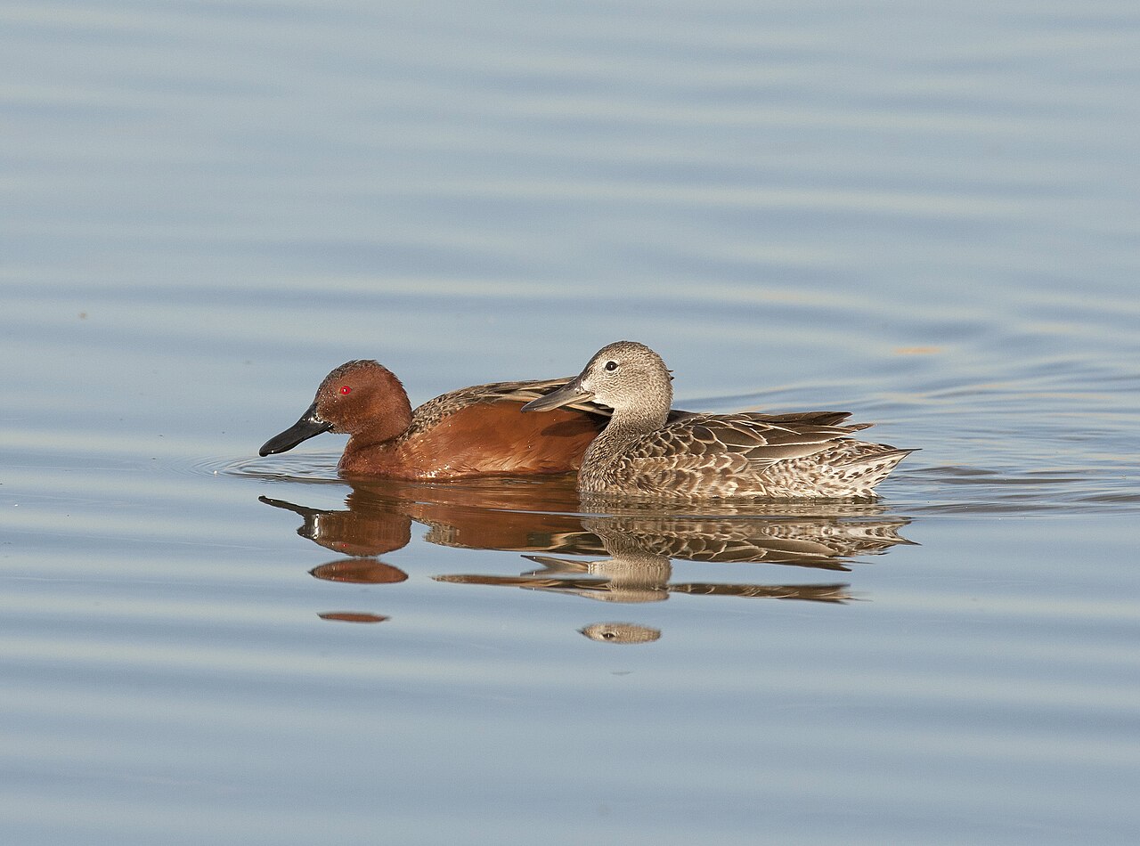 Cinnamon bird