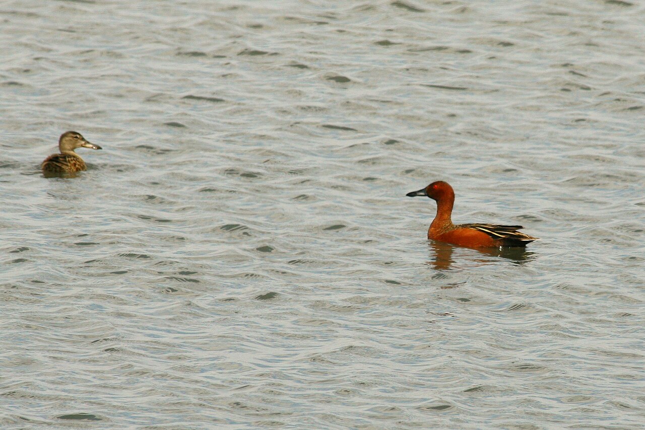 Cinnamon bird