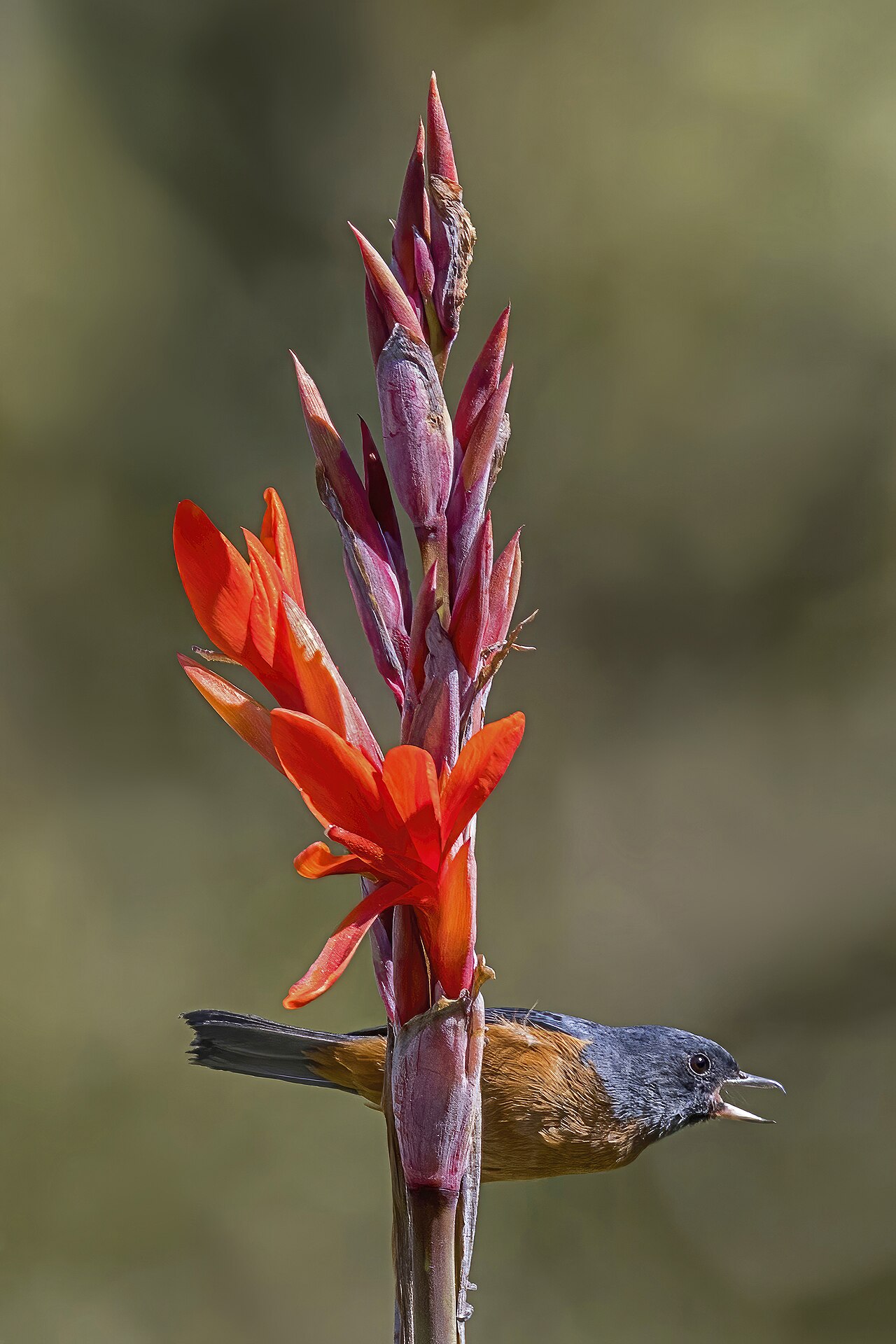 Cinnamon bird