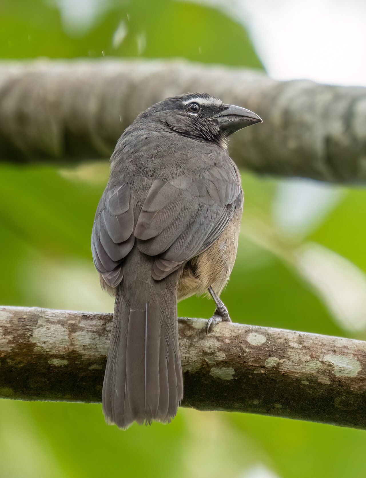 Cinnamon bird