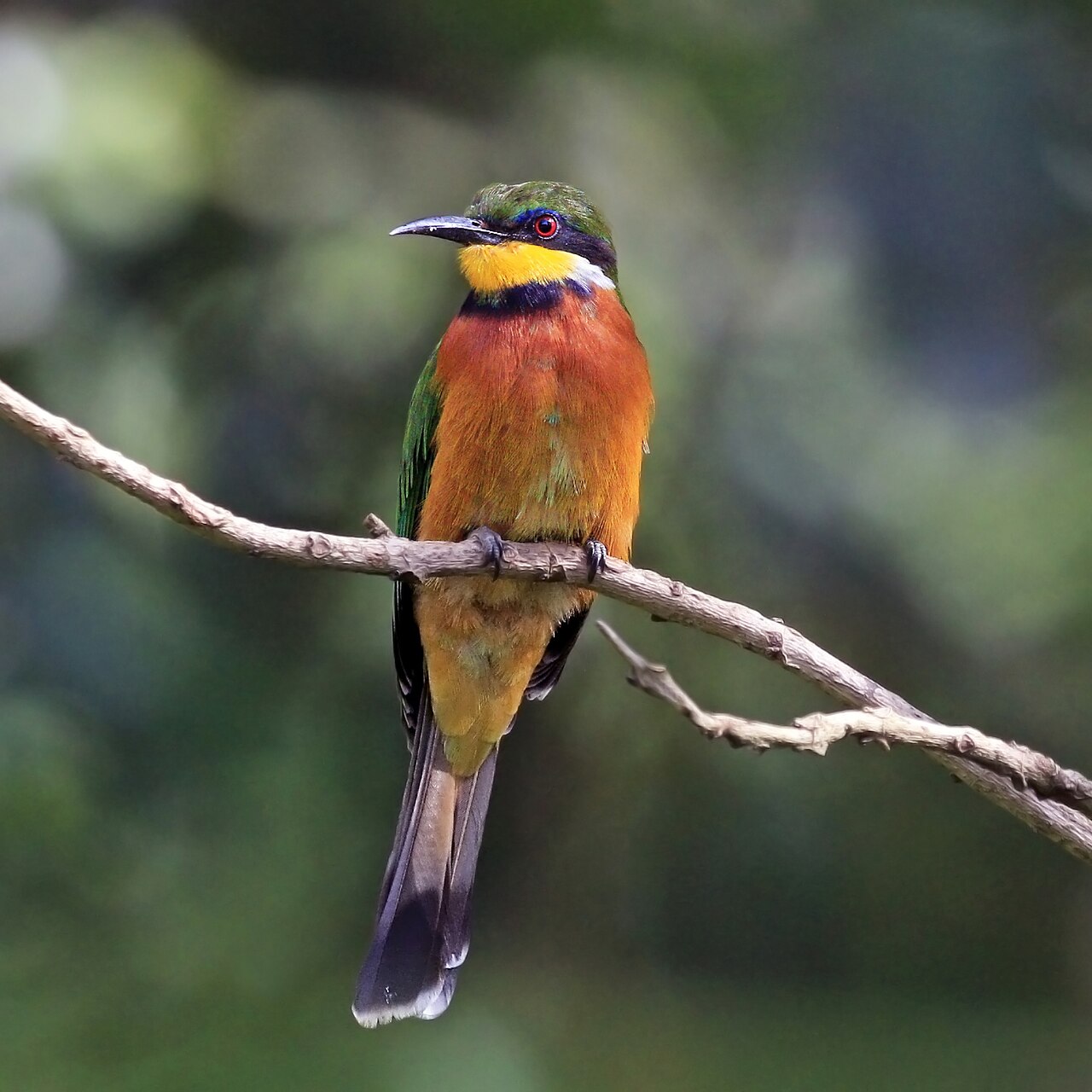 Cinnamon bird