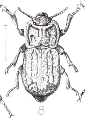 Asida
