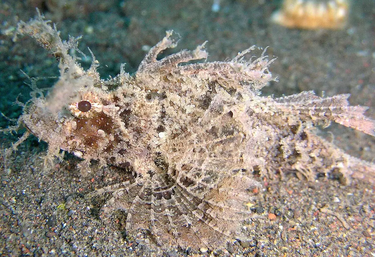 Pteroidichthys