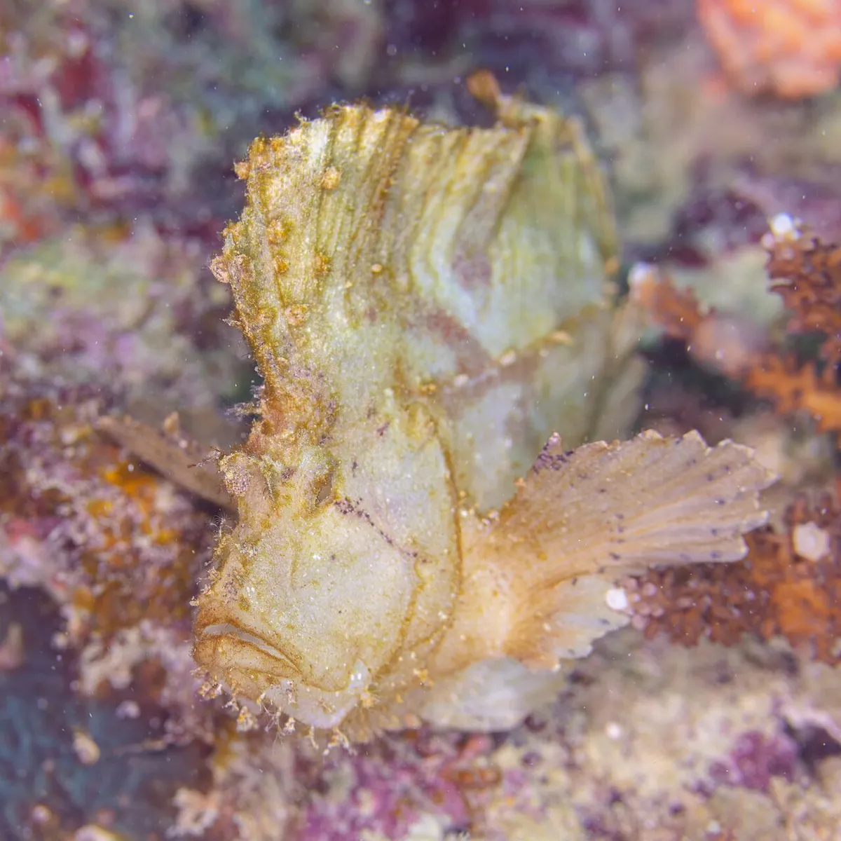 Taenianotus