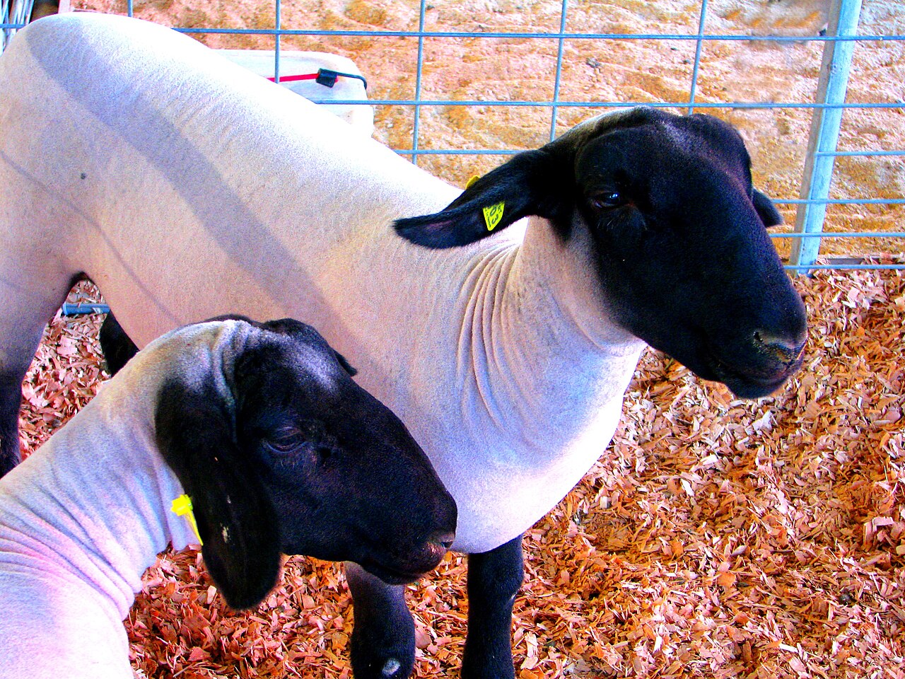 Black Sheep (2006 New Zealand film)