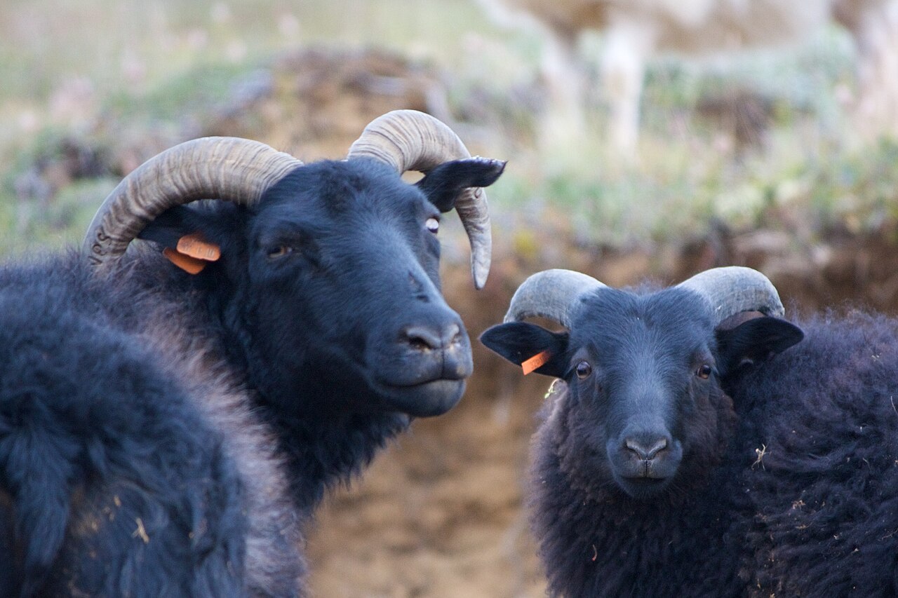 Black Sheep (2006 New Zealand film)