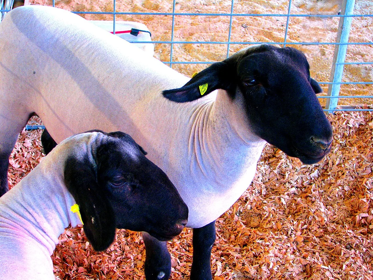 Black Sheep (2006 New Zealand film)