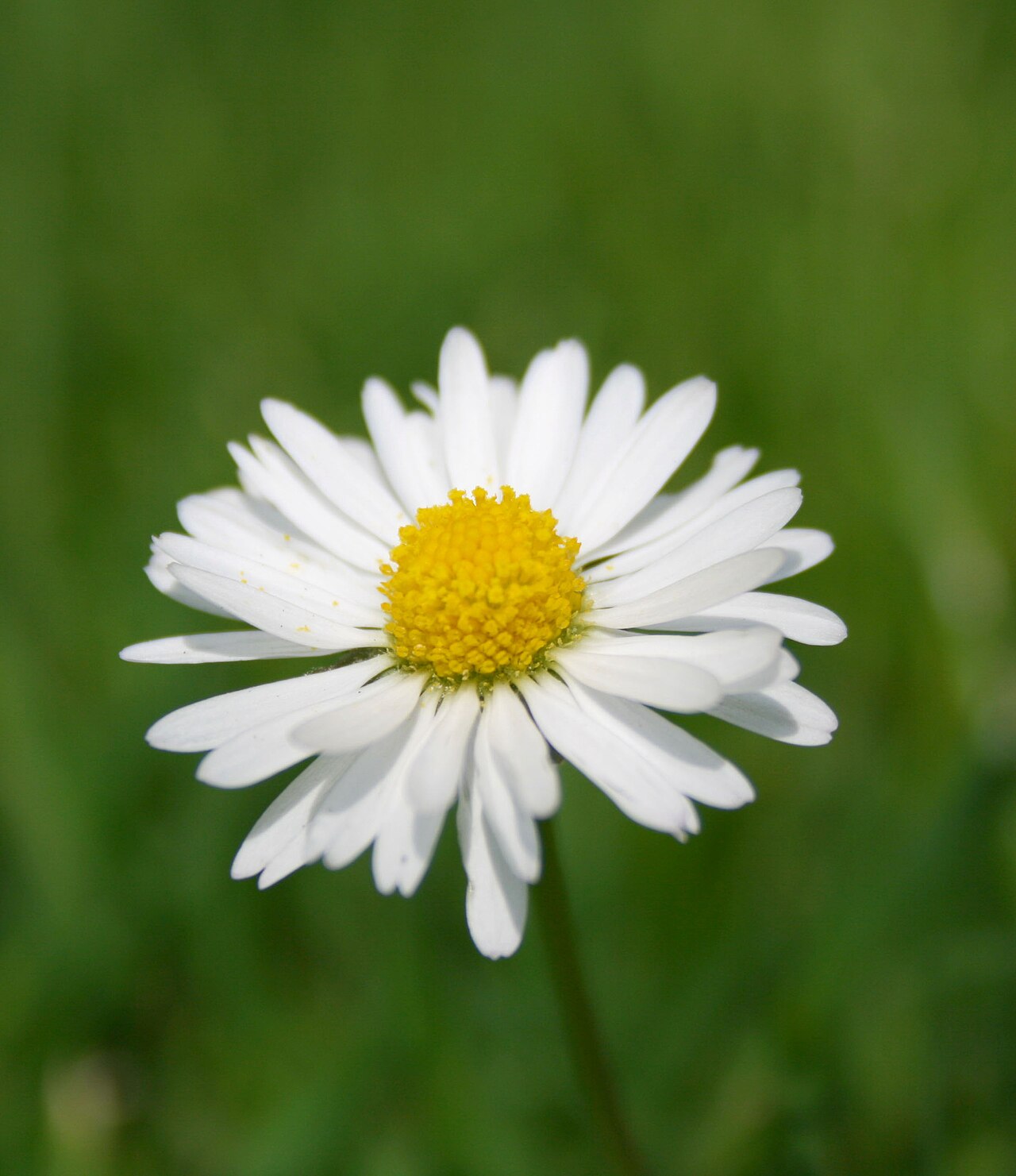 Pushing Daisies