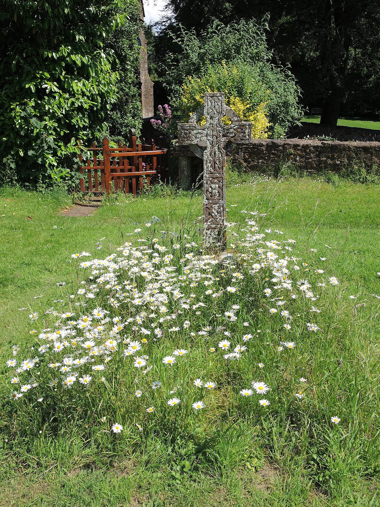 Pushing Daisies