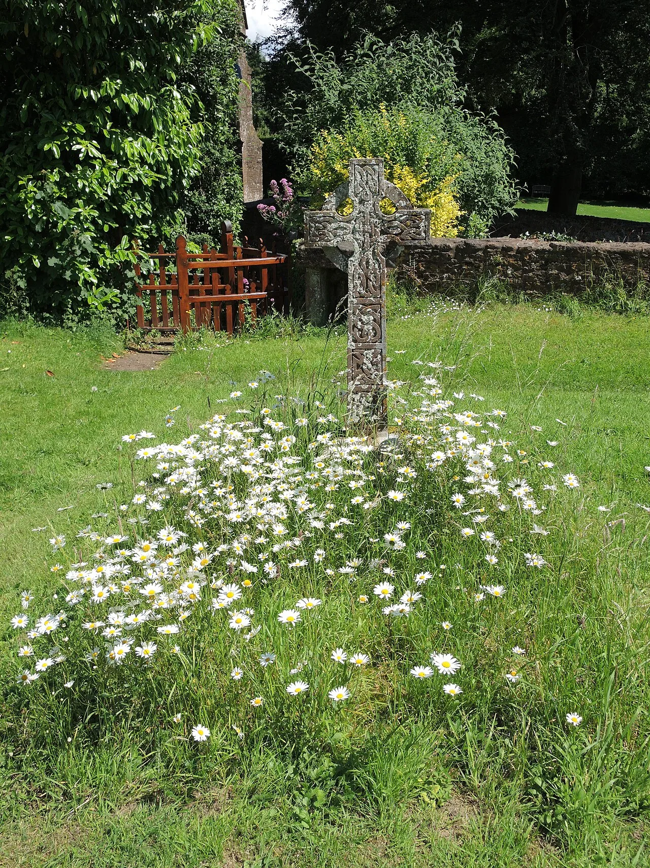 Pushing Daisies