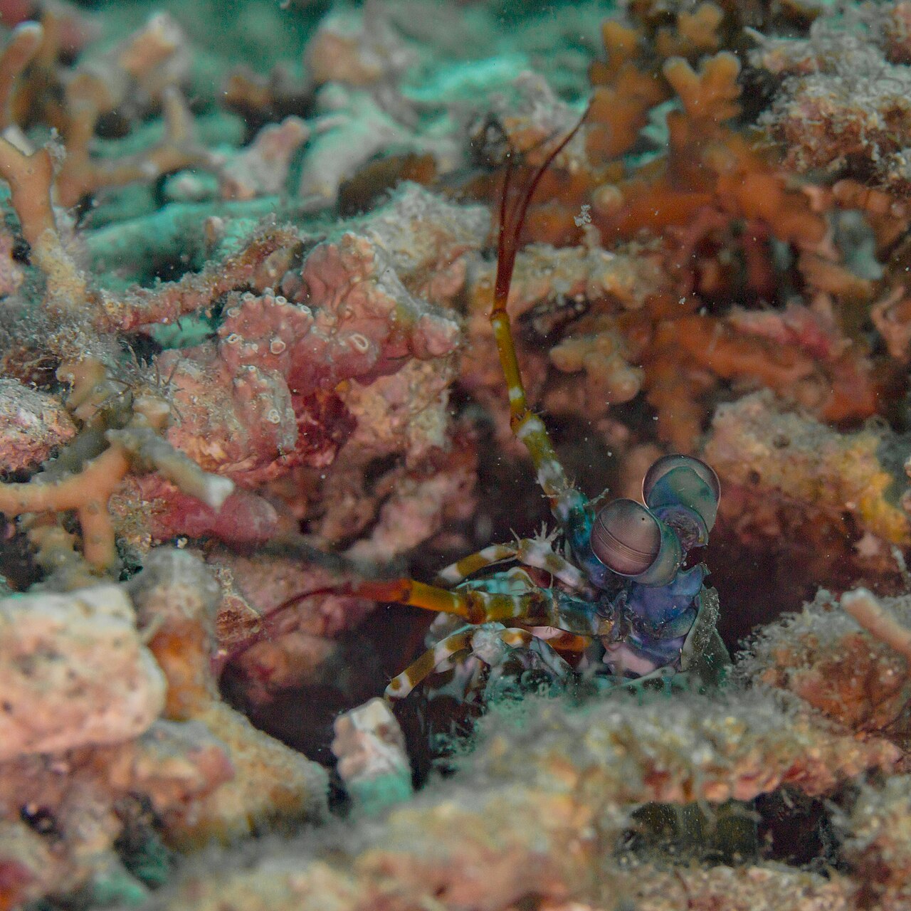 Odontodactylus scyllarus
