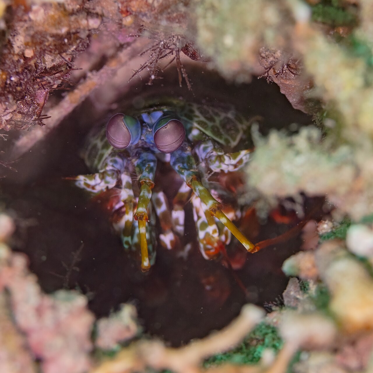 Odontodactylus scyllarus