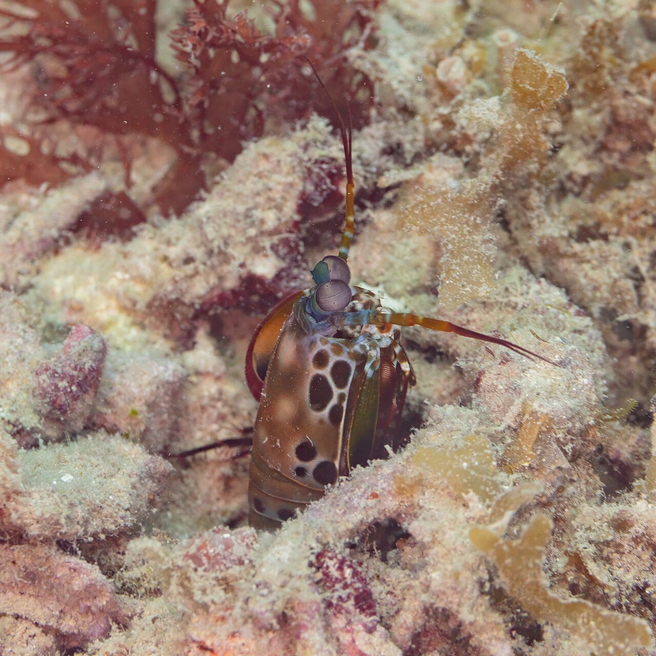 Odontodactylus scyllarus